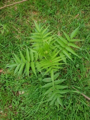 Sambucus gaudichaudiana
