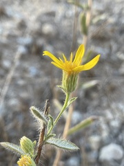Heterotheca sessiliflora echioides