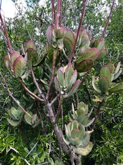 Cotyledon orbiculata