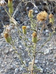 Heterotheca sessiliflora echioides