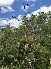 Cotyledon orbiculata