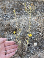 Heterotheca sessiliflora echioides