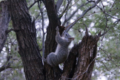 Sciurus arizonensis
