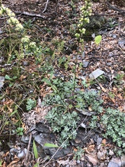 Antennaria neglecta