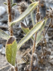 Heterotheca sessiliflora echioides