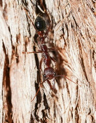 Myrmecia forficata
