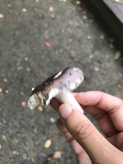 Russula sericeonitens