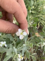 Nerisyrenia camporum