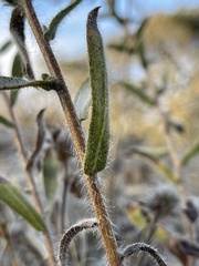 Heterotheca sessiliflora echioides