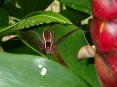 Nilus