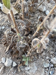 Heterotheca sessiliflora echioides