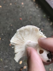 Russula sericeonitens