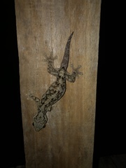 Thecadactylus rapicauda