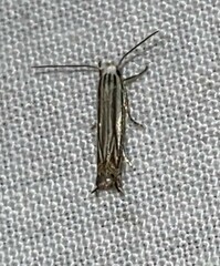 Polyhymno luteostrigella