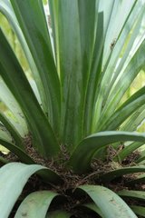 Furcraea parmentieri