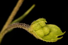 Trichostema setaceum
