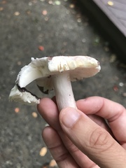 Russula sericeonitens