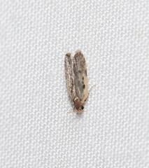 Hoplostega ochroma