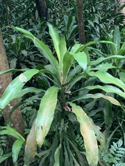 Dracaena fragrans