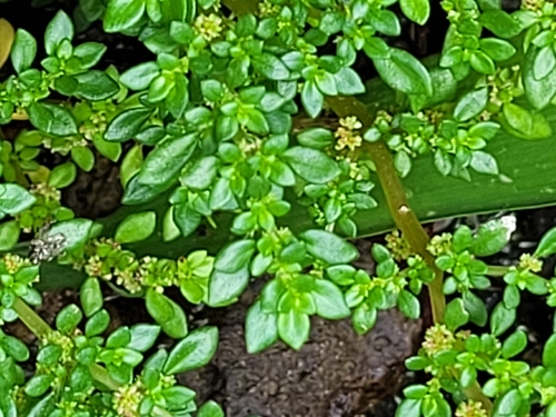 Pilea observed 2022-09-26