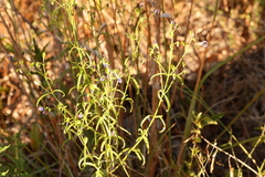 Trichostema setaceum
