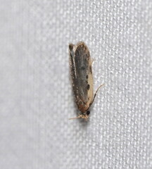 Hoplostega ochroma
