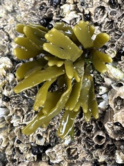 Pelvetiopsis limitata