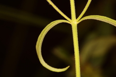 Trichostema setaceum