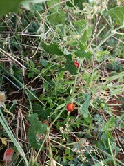 Cucumis maderaspatanus