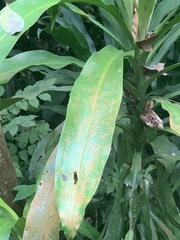 Dracaena fragrans
