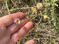 Erigeron foliosus