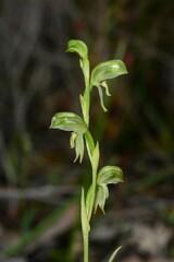 Pterostylis diminuta