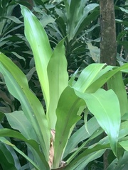 Dracaena fragrans