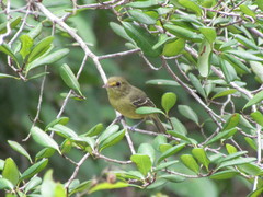 Vireo pallens
