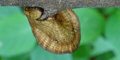 Hexagonia