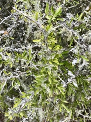 Gymnosporia polyacantha