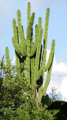 Pachycereus pecten-aboriginum