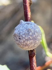 Burnettweldia washingtonensis