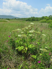 Angelica gmelinii
