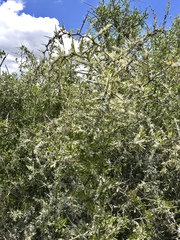 Gymnosporia polyacantha