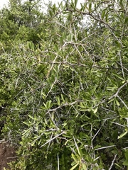 Gymnosporia polyacantha