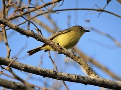 Vireo pallens