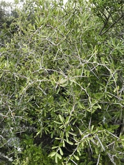 Gymnosporia polyacantha