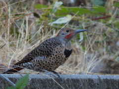 Colaptes auratus luteus × cafer