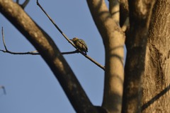 Melanerpes chrysogenys