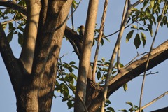 Melanerpes chrysogenys