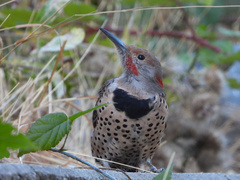 Colaptes auratus luteus × cafer