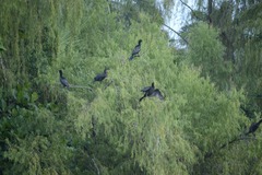 Nannopterum brasilianum