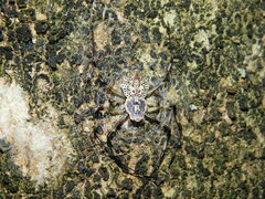 Herennia multipuncta