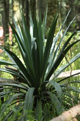 Furcraea parmentieri